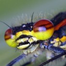 Large red damselfly